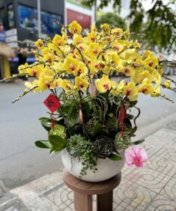 hoa lan ghép chậu