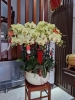 hoa-lan-ghep-chau - ảnh nhỏ 4