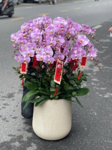 hoa lan ghép chậu