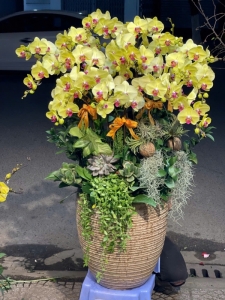 hoa lan ghép chậu