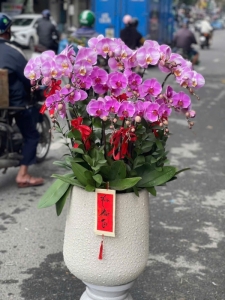 HOA LAN HỒ ĐIỆP