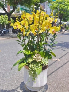 chậu hoa lan