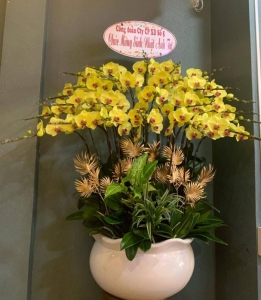 chậu hoa lan