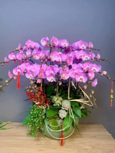 chậu hoa lan
