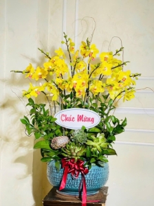 chậu hoa lan