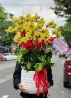 chậu hoa lan