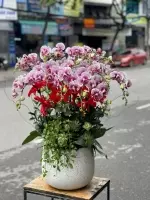 chậu hoa lan