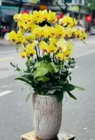 chậu hoa lan