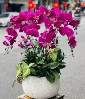 chậu hoa lan