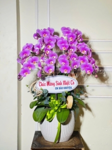 chậu hoa lan
