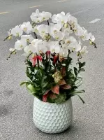 Chậu hoa lan