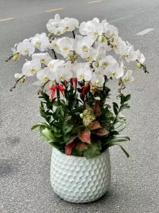 Chậu hoa lan
