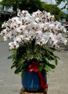 Chậu hoa Lan