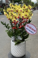 Chậu hoa Lan