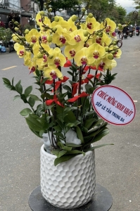 Chậu hoa Lan