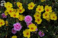 NHỮNG CON ĐƯỜNG LÀNG RỰC RỠ MÀU HOA